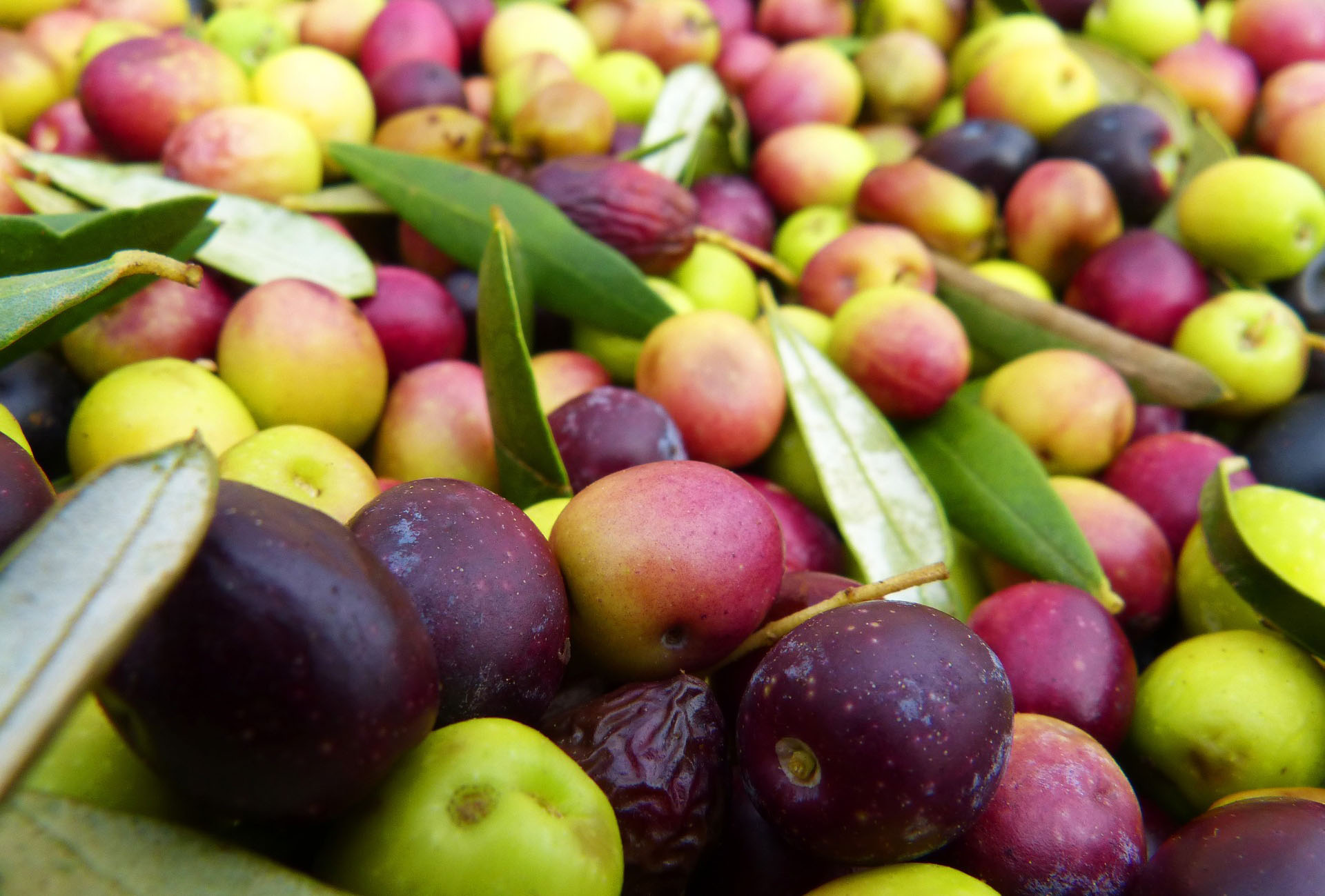 Mange oliven i sorten arbequina samlet i mange farver. Casa Jada